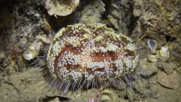 Sea urchin underwater on background marine landscape in ocean. — Stock Video