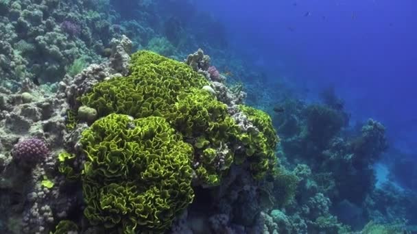 Bright green corals underwater on background marine landscape in Red sea. — Stock Video