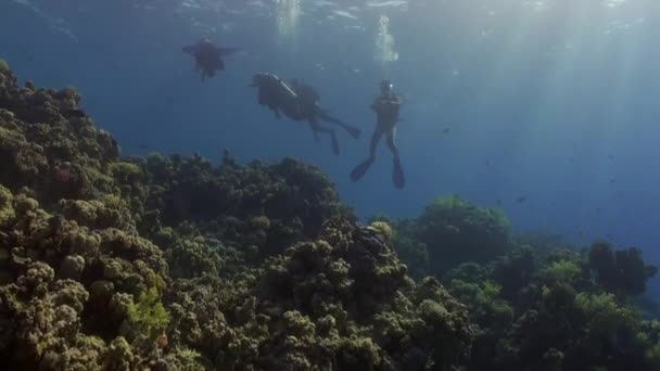 Divers onderwater op koraal rif Abu Nuhas in rode zee. — Stockvideo