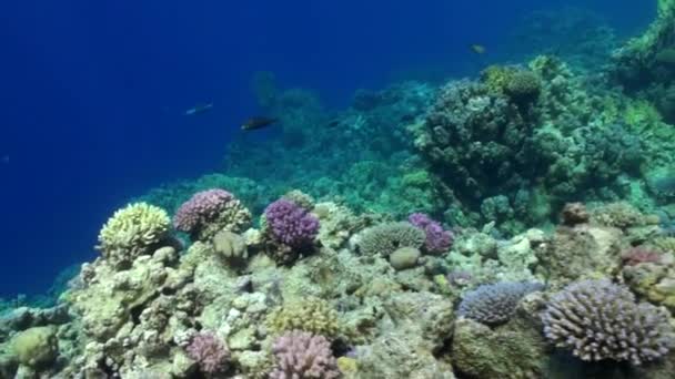 Groene koralen onderwater op blauwe achtergrond schoon mariene landschap in de rode zee. — Stockvideo