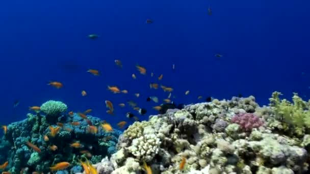 Schule von bunten Fischen unter Wasser auf dem Hintergrund leuchtend grüne Korallen im roten Meer. — Stockvideo