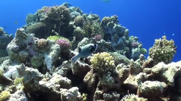 Boxfish under vattnet på bakgrunden ljust gröna koraller i Röda havet. — Stockvideo