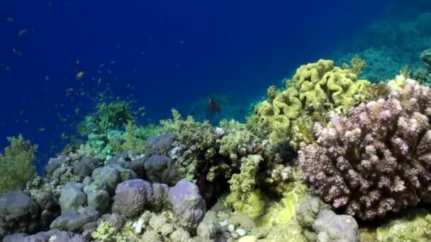 School of colorful fish underwater on background bright green corals in Red sea. — Stock Video