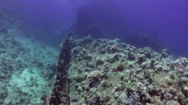 Enkaz üzerinde parlak yeşil mercan sualtı üzerinde arka plan manzara Red Sea'deki/daki gemi..