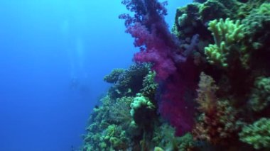 Enkaz üzerinde parlak yeşil mercan sualtı üzerinde arka plan manzara Red Sea'deki/daki gemi..