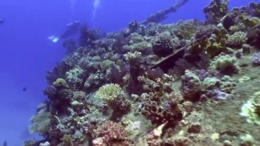 Enkaz üzerinde parlak yeşil mercan sualtı üzerinde arka plan manzara Red Sea'deki/daki gemi..