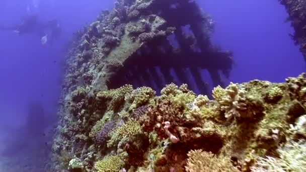 Coralli verdi vivaci su relitto nave sott'acqua su sfondo paesaggio nel Mar Rosso . — Video Stock