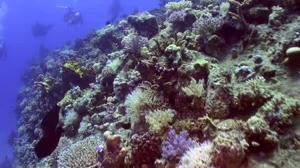 Brillantes corales verdes en barco naufragado bajo el agua en el paisaje de fondo en el Mar Rojo . — Vídeos de Stock