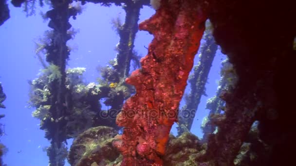 Naufragio barco bajo el agua en el paisaje marino de fondo en el Mar Rojo . — Vídeos de Stock