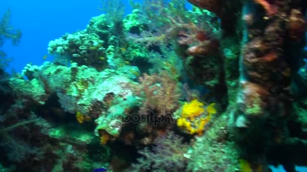 School of fish underwater on background marine landscape in Red sea. — Stock Video