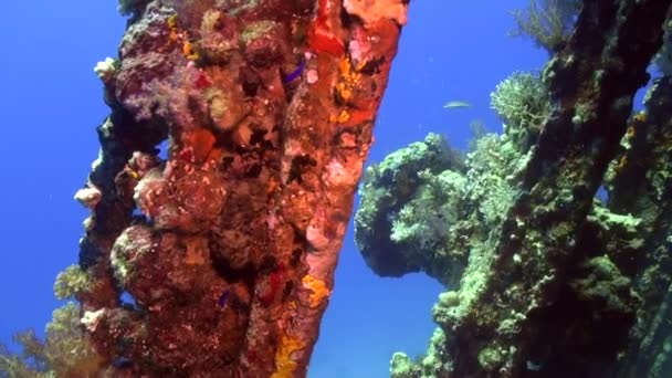 Wreck ship underwater on background marine landscape in Red sea. — Stock Video