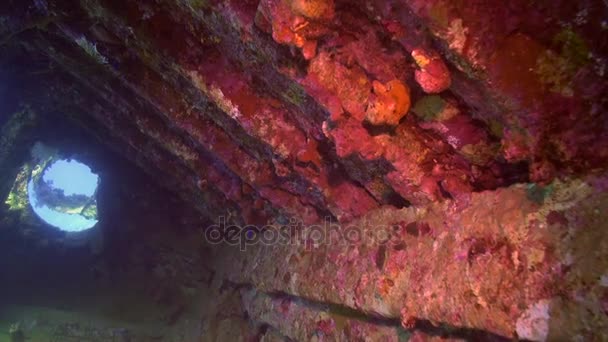 Nave relitto sott'acqua sullo sfondo paesaggio marino nel Mar Rosso . — Video Stock