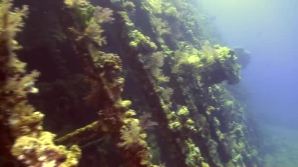 Wreck ship underwater on background marine landscape in Red sea. — Stock Video