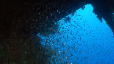 Arka plan batık gemi Red Sea'deki/daki su altında balık sürüsü.