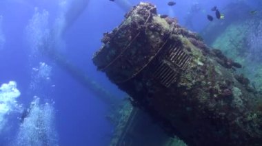 Dalgıçlar enkazı yakınındaki sualtı mercan kayalığı Abu Nuhas Red Sea'deki/daki üzerinde gemi..