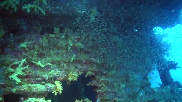 Escuela de peces bajo el agua en el fondo de corales de colores en el Mar Rojo . — Vídeos de Stock