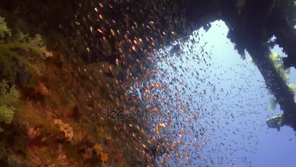 Escola de peixes subaquáticos no fundo navio naufrágio em Mar Vermelho . — Vídeo de Stock