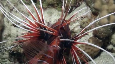 Scorpionfish su altında saf mavi arka plan Red Sea'deki/daki kumlu alt üzerinde.