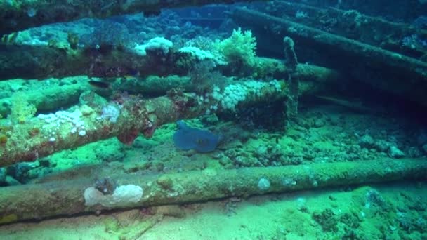 수 중 산호초 아 Nuhas 홍 해에 파란색 배경에 배 난파. — 비디오