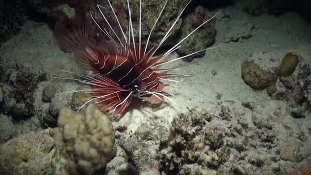 Scorpionfish pod wodą na czyste niebieskie tło z piaszczystym dnem w Morzu Czerwonym. — Wideo stockowe