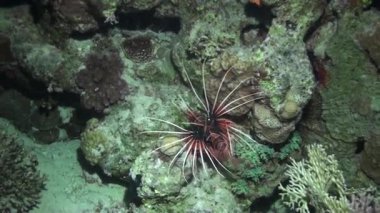 Scorpionfish su altında saf mavi arka plan Red Sea'deki/daki kumlu alt üzerinde.