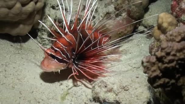 Scorpionfish pod wodą na czyste niebieskie tło z piaszczystym dnem w Morzu Czerwonym. — Wideo stockowe