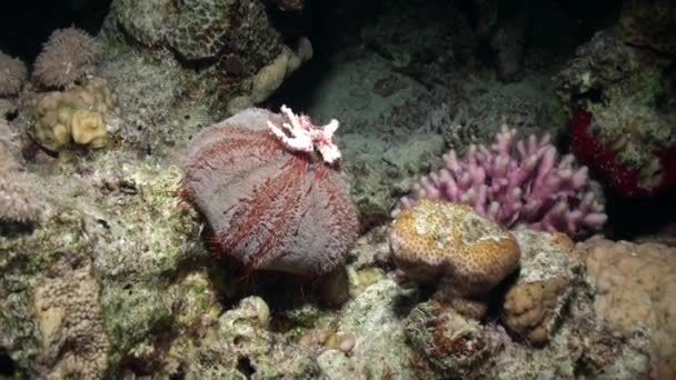 Морской ежей под водой на фоне морской пейзаж в океане . — стоковое видео