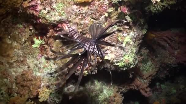 Scorpionfish onderwater op zuivere blauwe achtergrond van zanderige bodem in de rode zee. — Stockvideo