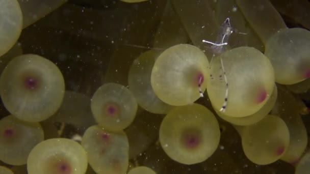 Anemone en anemoonvis op achtergrond van onderwater zanderige bodem in de rode zee. — Stockvideo