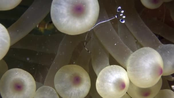 Anemone e pesce pagliaccio sullo sfondo di fondo sabbioso subacqueo nel Mar Rosso . — Video Stock