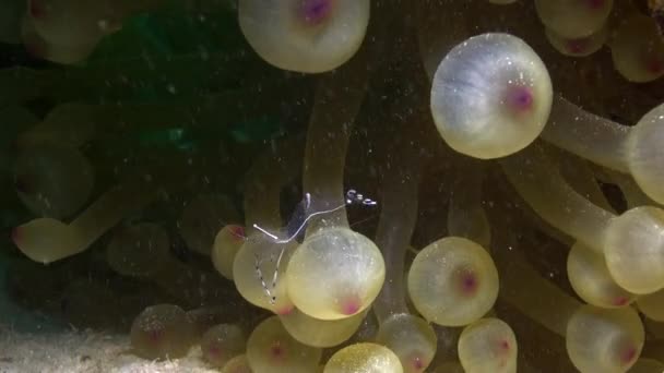 Anemone and clownfish on background of underwater sandy bottom in Red sea. — Stock Video