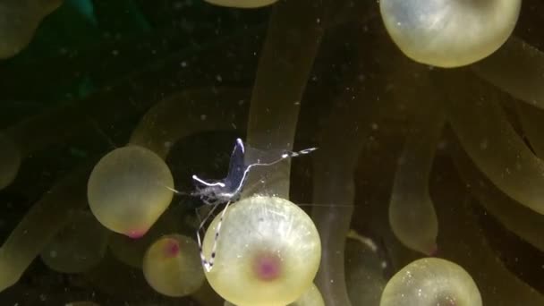 Anemone and clownfish on background of underwater sandy bottom in Red sea. — Stock Video