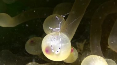 Anemon çiçeği ve palyaço balığı Red Sea'deki/daki sualtı kumlu alt arka plan üzerinde.