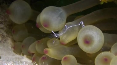 Karides temiz ve palyaço balığı Red Sea'deki/daki sualtı anemon.