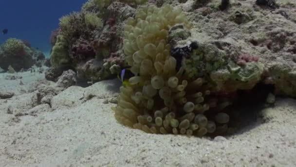 Anémone et clownfish sur fond de fond sablonneux sous-marin en mer Rouge . — Video