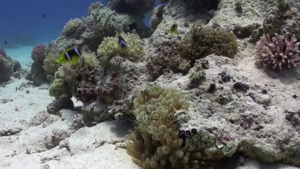 Sasanka a clownfish na pozadí podvodní písčité dno v Rudém moři. — Stock video
