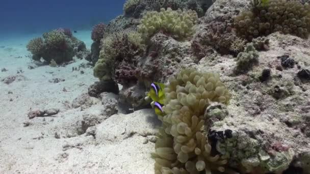 Anemone en anemoonvis op achtergrond van onderwater zanderige bodem in de rode zee. — Stockvideo