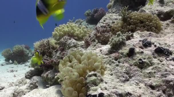 Anemone och clownfiskar på bakgrund av undervattens sandbotten i Röda havet. — Stockvideo