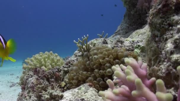 Sasanka a clownfish na pozadí podvodní písčité dno v Rudém moři. — Stock video