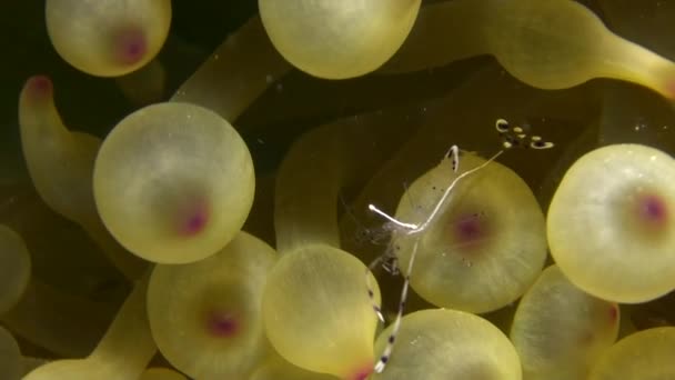 Nettoyant crevettes gros plan dans l'anémone sous-marine en mer Rouge . — Video