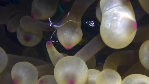 Γαρίδα καθαριστής closeup στη θαλάσσια ανεμώνη, υποβρύχια σε Ερυθρά θάλασσα. — Αρχείο Βίντεο