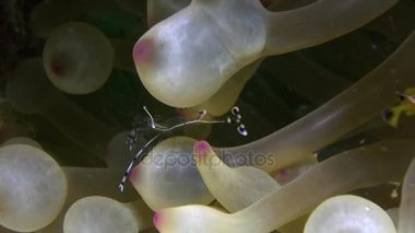 Karides temiz ve palyaço balığı Red Sea'deki/daki sualtı anemon.