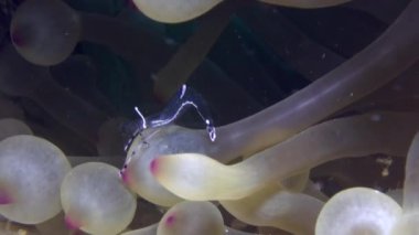 Karides temiz ve palyaço balığı Red Sea'deki/daki sualtı anemon.