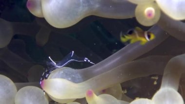 Karides temiz ve palyaço balığı Red Sea'deki/daki sualtı anemon.