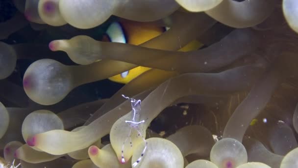 Garnalen schoner en anemoonvis in anemone onderwater in de rode zee. — Stockvideo