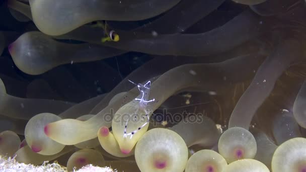 Nettoyant crevettes et clowns dans l'anémone sous-marine en mer Rouge . — Video
