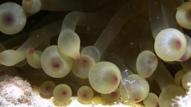 Garnalen schoner en anemoonvis in anemone onderwater in de rode zee. — Stockvideo