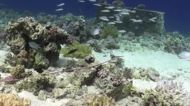 紅海の海洋の自然景観を背景に水中にストライプの魚の学校. — ストック動画