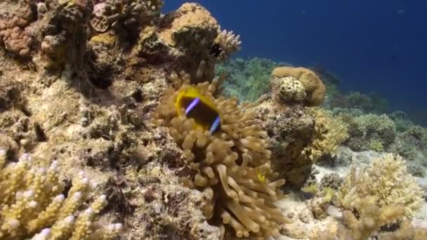 Anémona y pez payaso sobre fondo de fondo arenoso submarino en el Mar Rojo . — Vídeo de stock