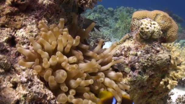 Anemone and clownfish on background of underwater sandy bottom in Red sea. — Stock Video